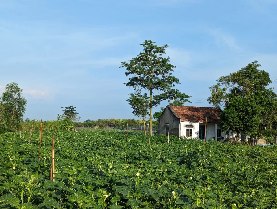 Vườn rau của Nguyễn Thị Hương Lan